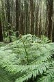 Ferns, Olinda Arboretum